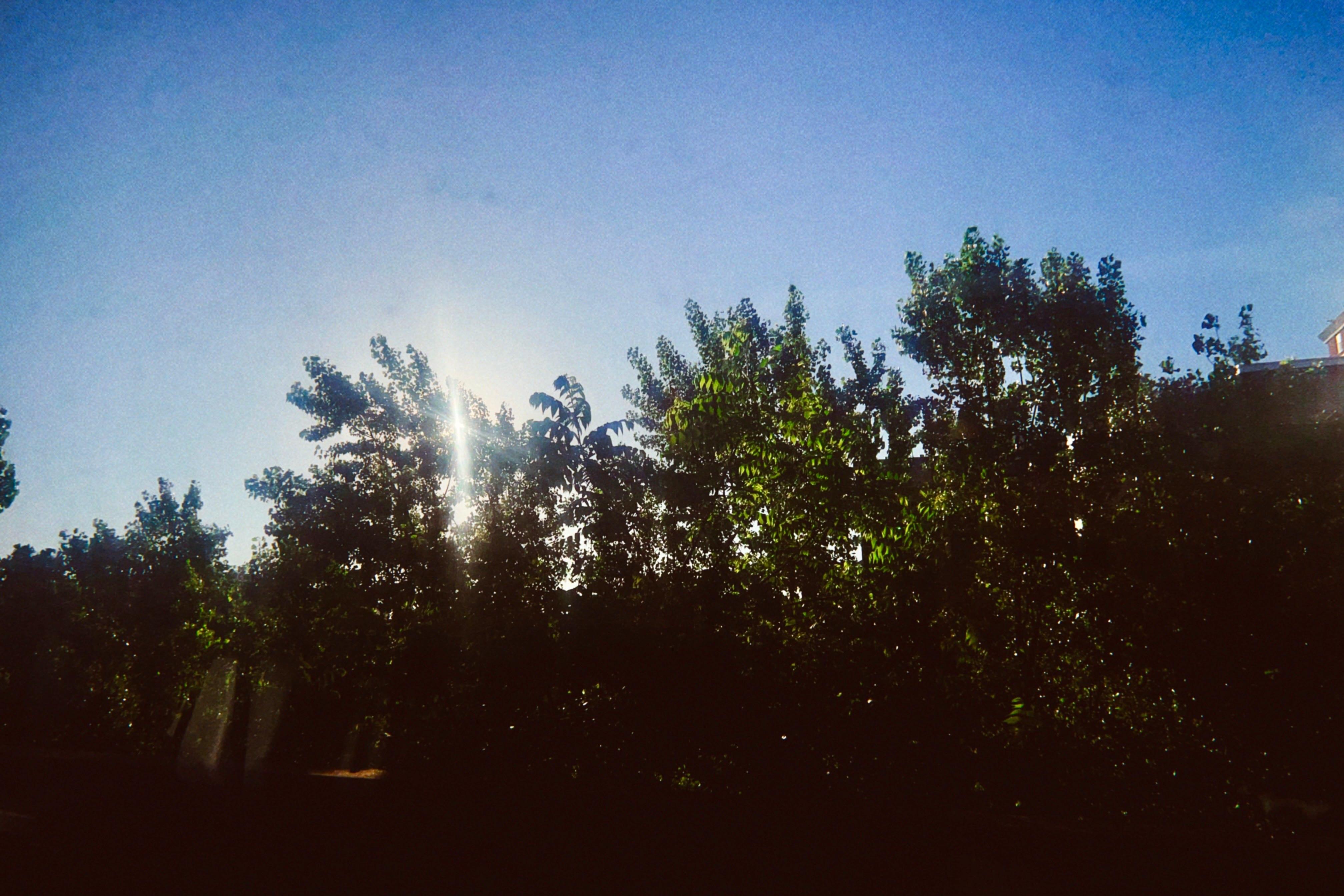 The sun peeks through green trees against a deep blue sky